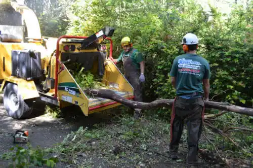 tree services Rolfe